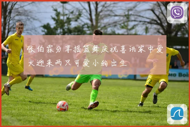 张伯霖分享摇篮舞庆祝喜讯家中爱犬迎来两只可爱小狗出生